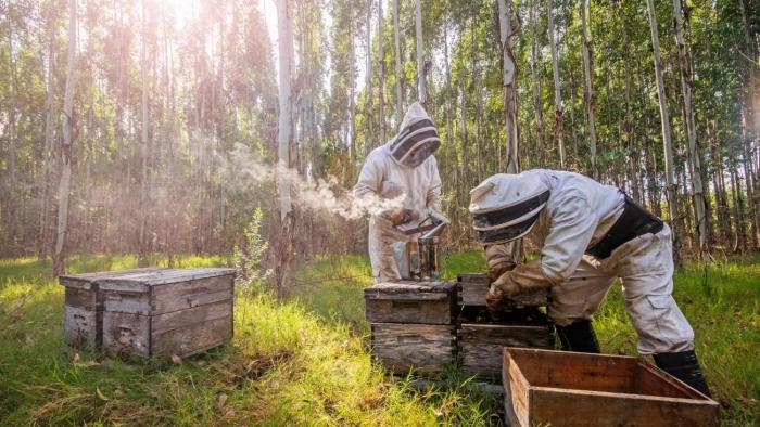 apicultores upm