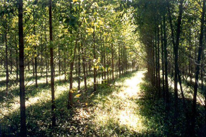 Presentación de resultados inventario forestal nacional