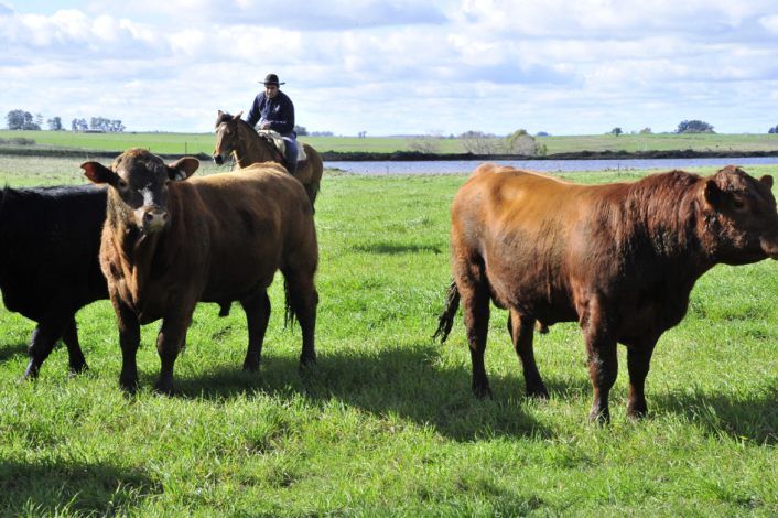 Campo