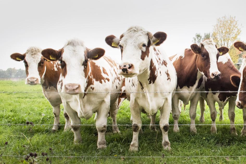 vacas en el campo