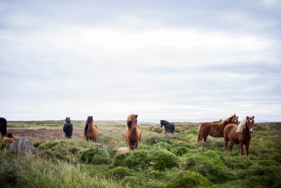 Prórroga contribuyentes agropecuarios Caballos sueltos en el campo
