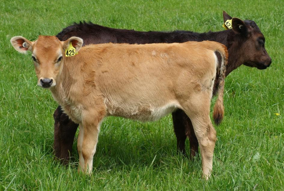 plazo de IRPF para contribuyentes rurales dos vacas
