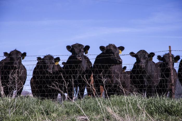 Ganado en el campo