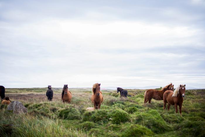 Caballos sueltos en el campo