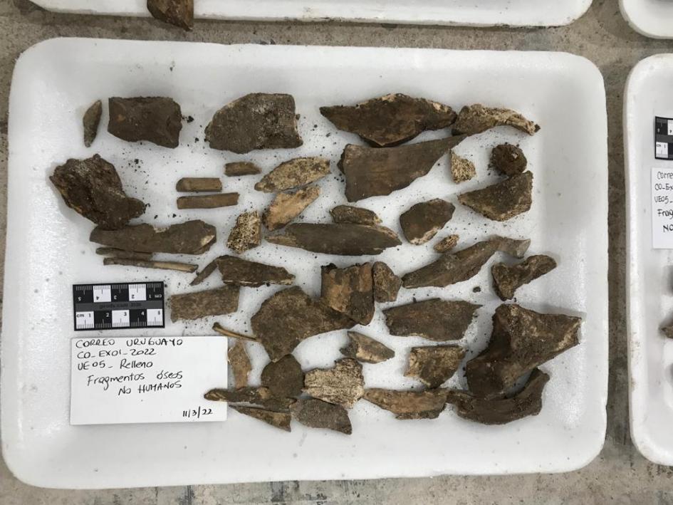 Algunos de los fragmentos óseos de origen animal (no humano) encontrados Algunos de los fragmentos óseos de origen animal (no humano) encontrados