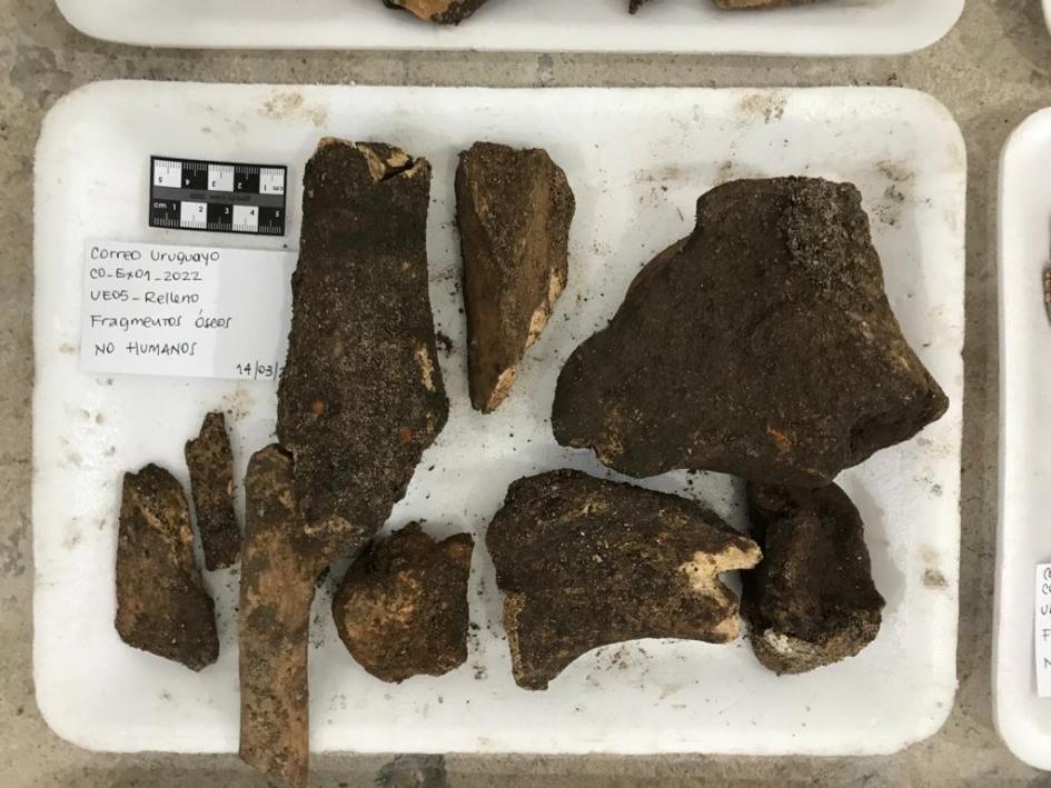 Algunos de los fragmentos óseos de origen animal (no humano) encontrados 