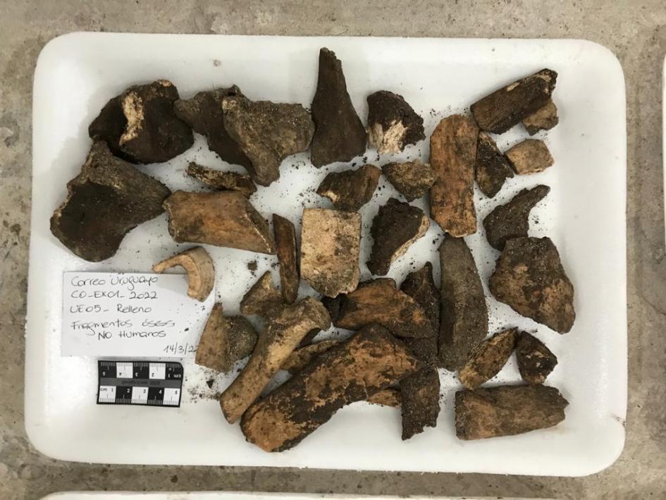 Algunos de los fragmentos óseos de origen animal (no humano) encontrados Algunos de los fragmentos óseos de origen animal (no humano) encontrados