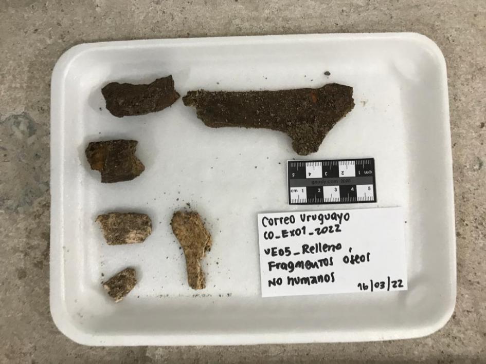 Algunos de los fragmentos óseos de origen animal (no humano) encontrados Algunos de los fragmentos óseos de origen animal (no humano) encontrados