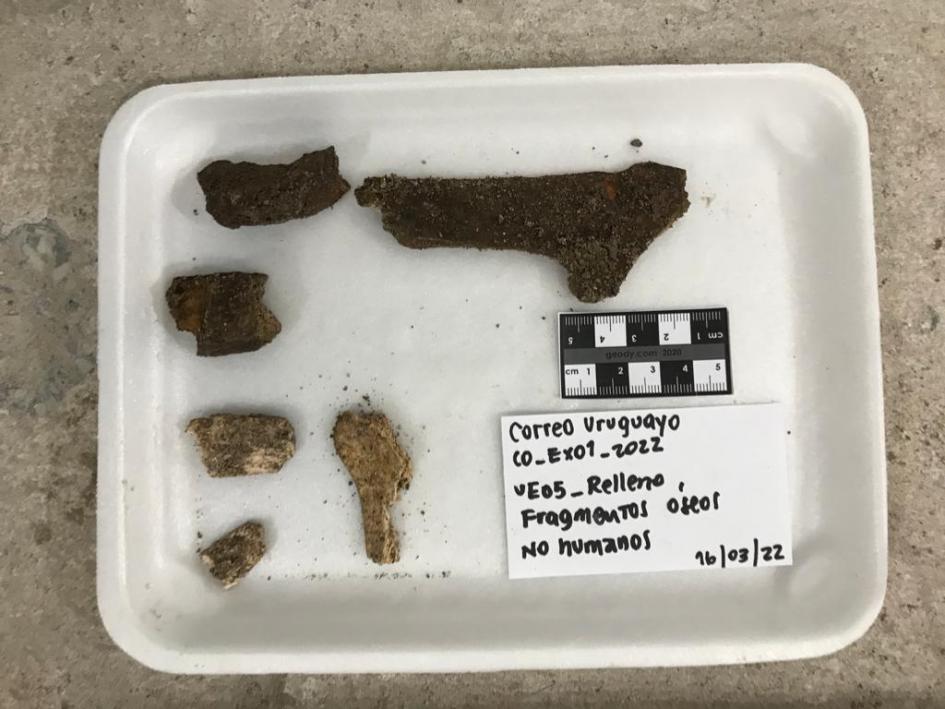 Algunos de los fragmentos óseos de origen animal (no humano) encontrados 