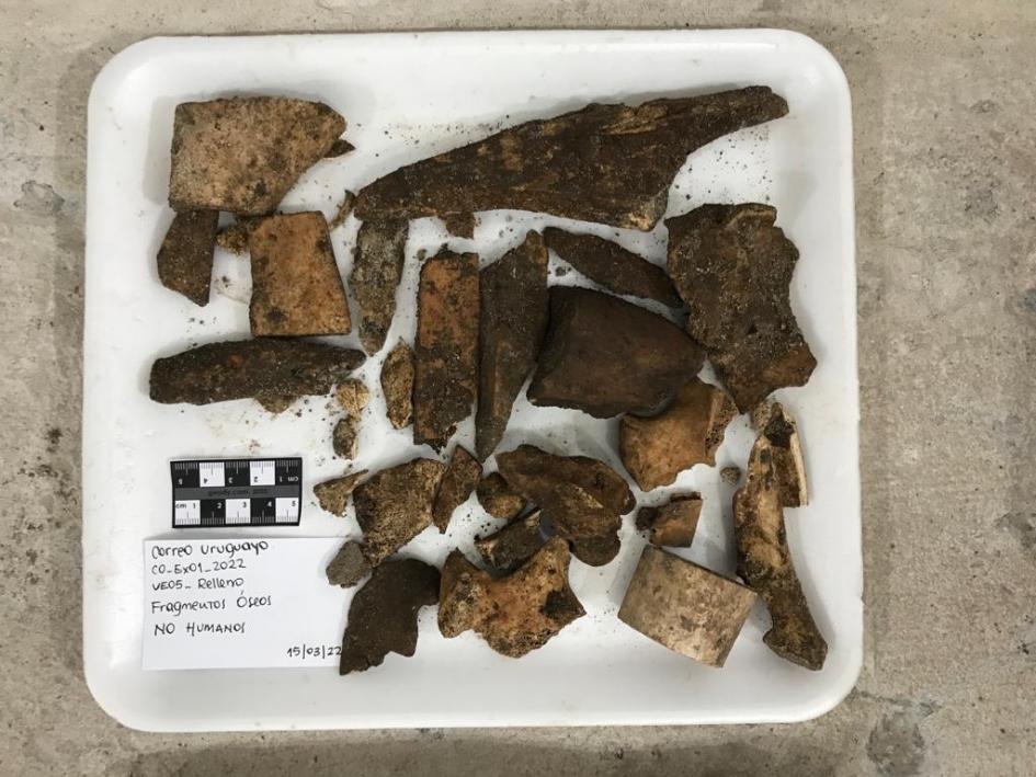 Algunos de los fragmentos óseos de origen animal (no humano) encontrados 