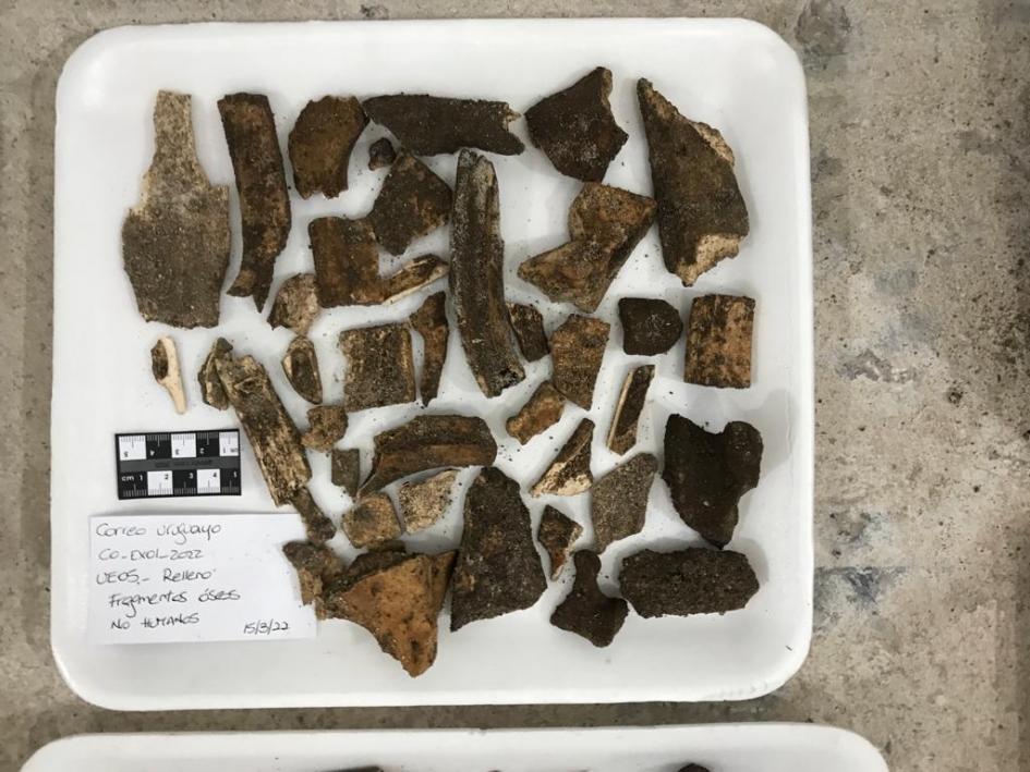 Algunos de los fragmentos óseos de origen animal (no humano) encontrados 