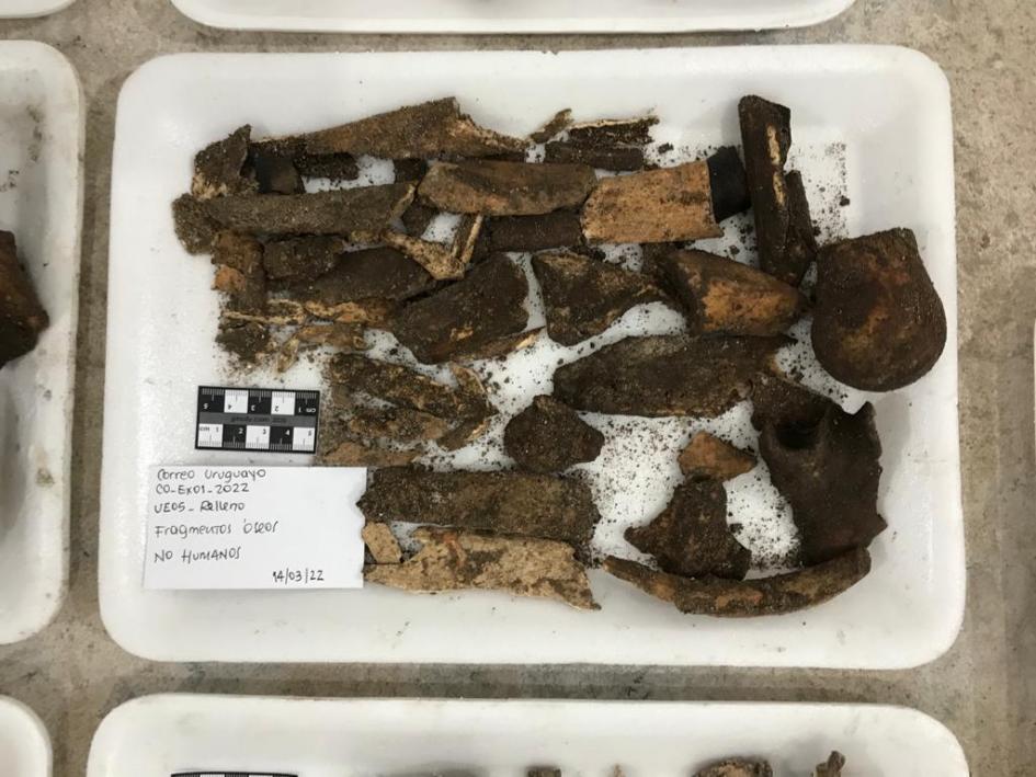 Algunos de los fragmentos óseos de origen animal (no humano) encontrados 