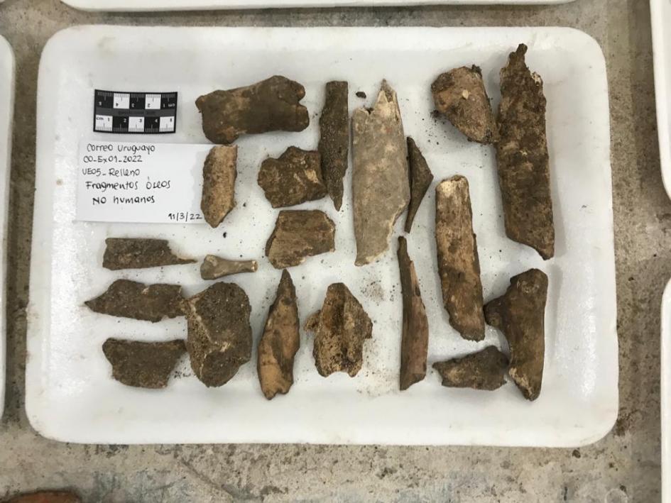 Algunos de los fragmentos óseos de origen animal (no humano) encontrados Algunos de los fragmentos óseos de origen animal (no humano) encontrados
