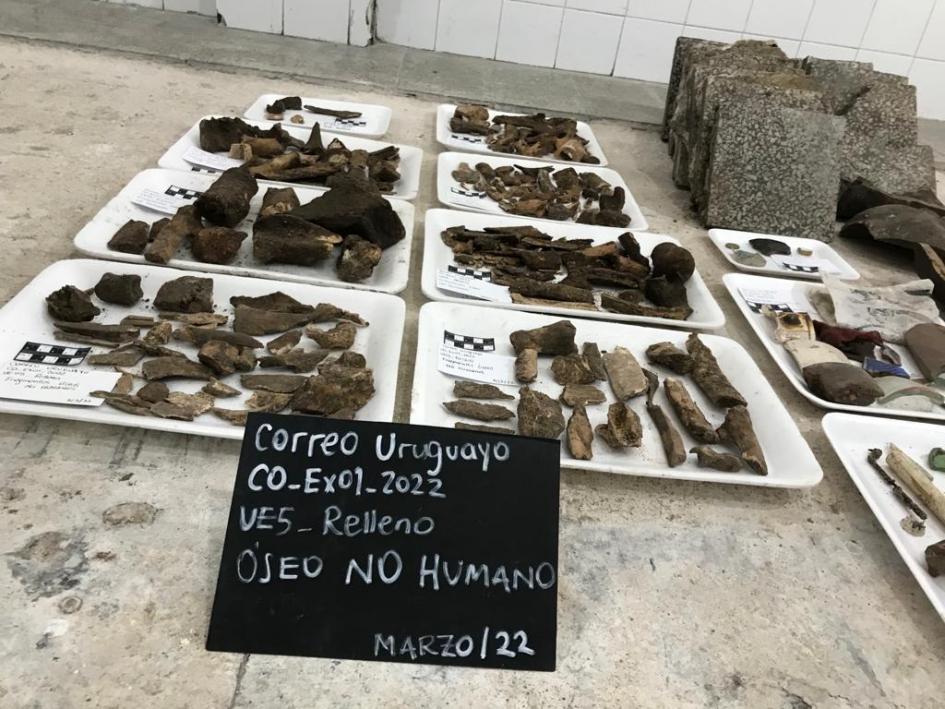 Algunos de los fragmentos óseos de origen no humano encontrados