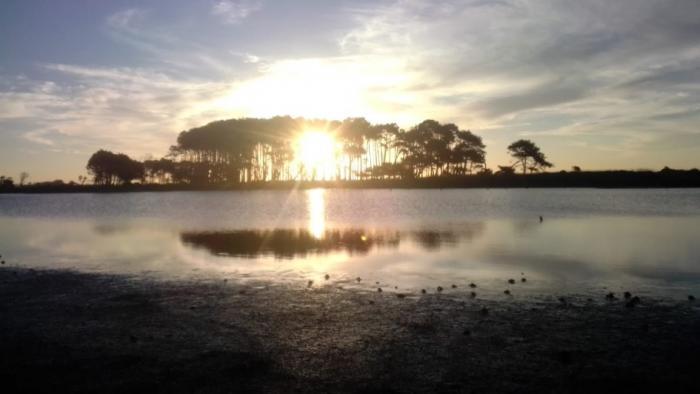 Horizonte con puesta de sol y pinos sobre el agua