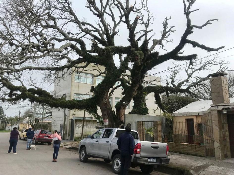 ARBOL DE 200 AÑOS ARBOL DE 200 AÑOS