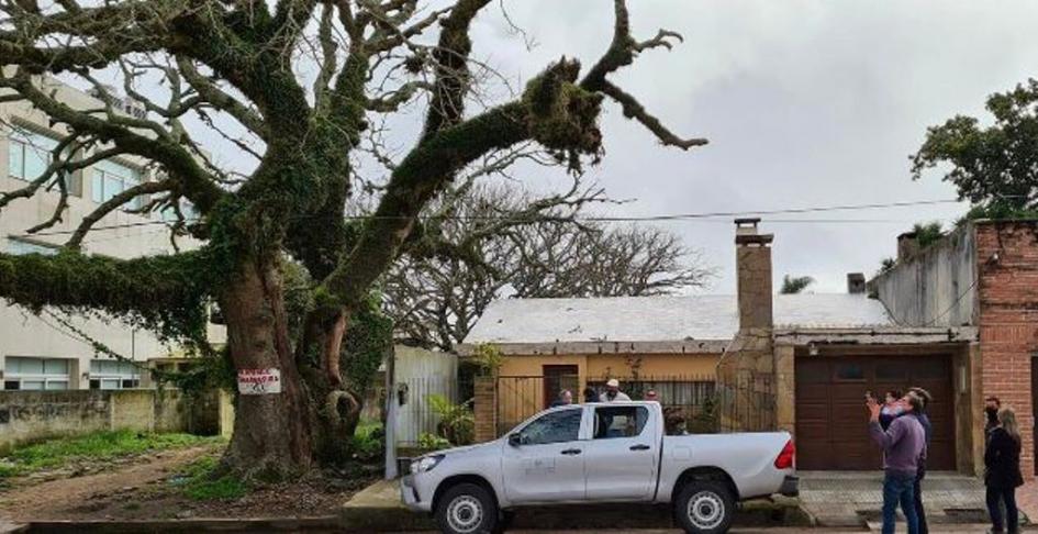 ARBOL DE 200 AÑOS ARBOL DE 200 AÑOS