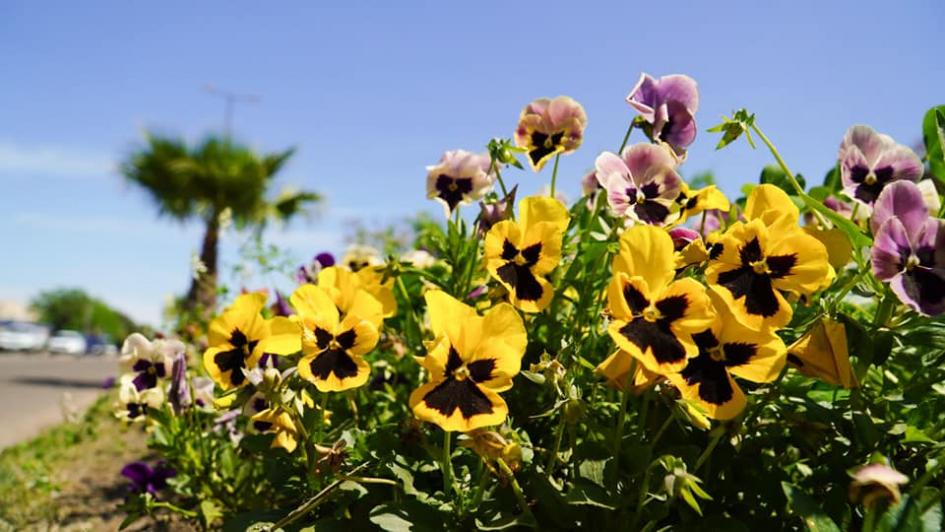 FLORES ESTACIONALES