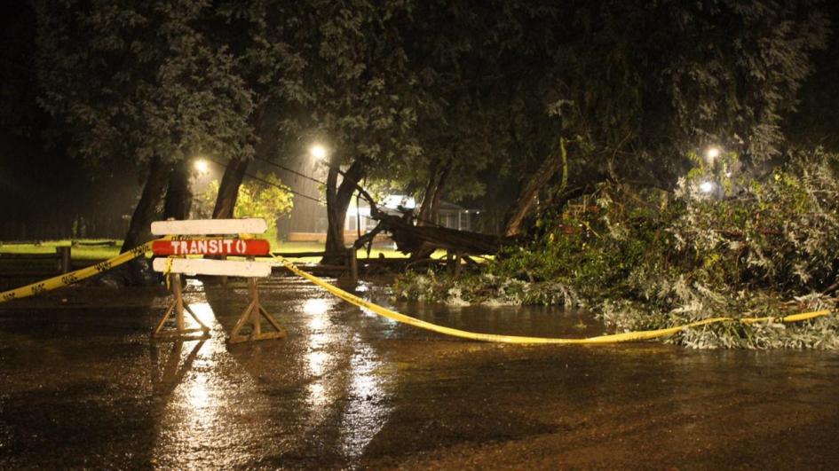 Temporal lluvias árbol caído Temporal lluvias árbol caído