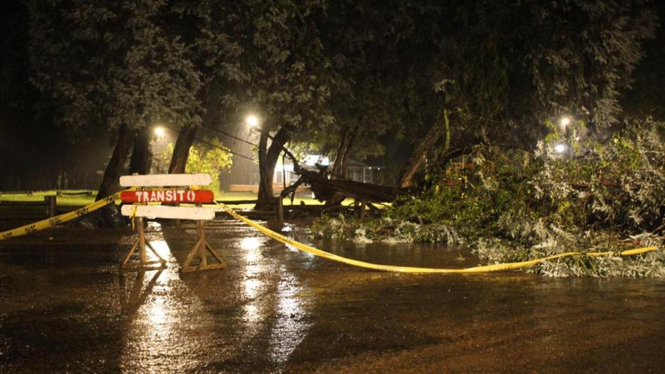 Temporal lluvias árbol caído