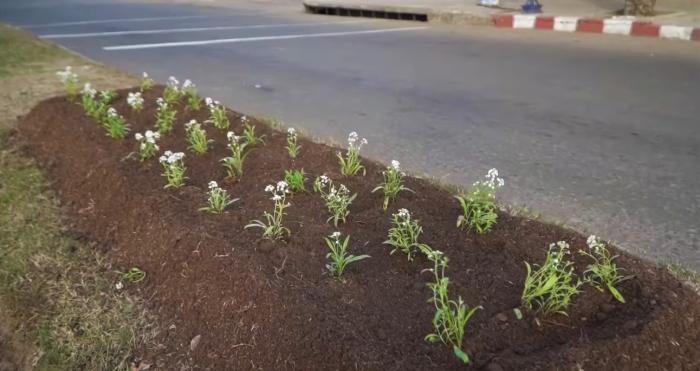 1600 FLORES