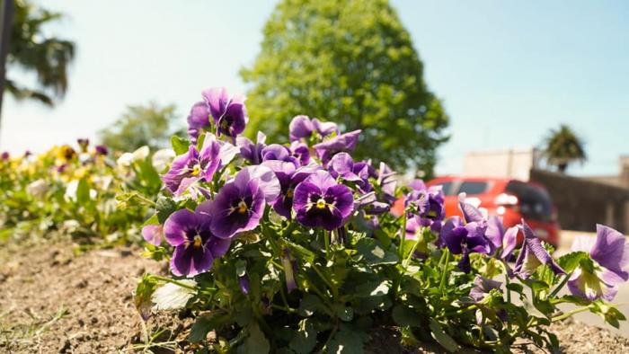 FLORES ESTACIONALES