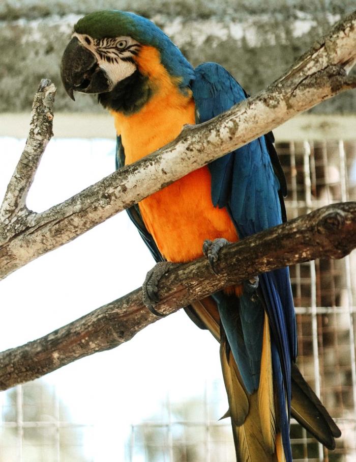 Loro
