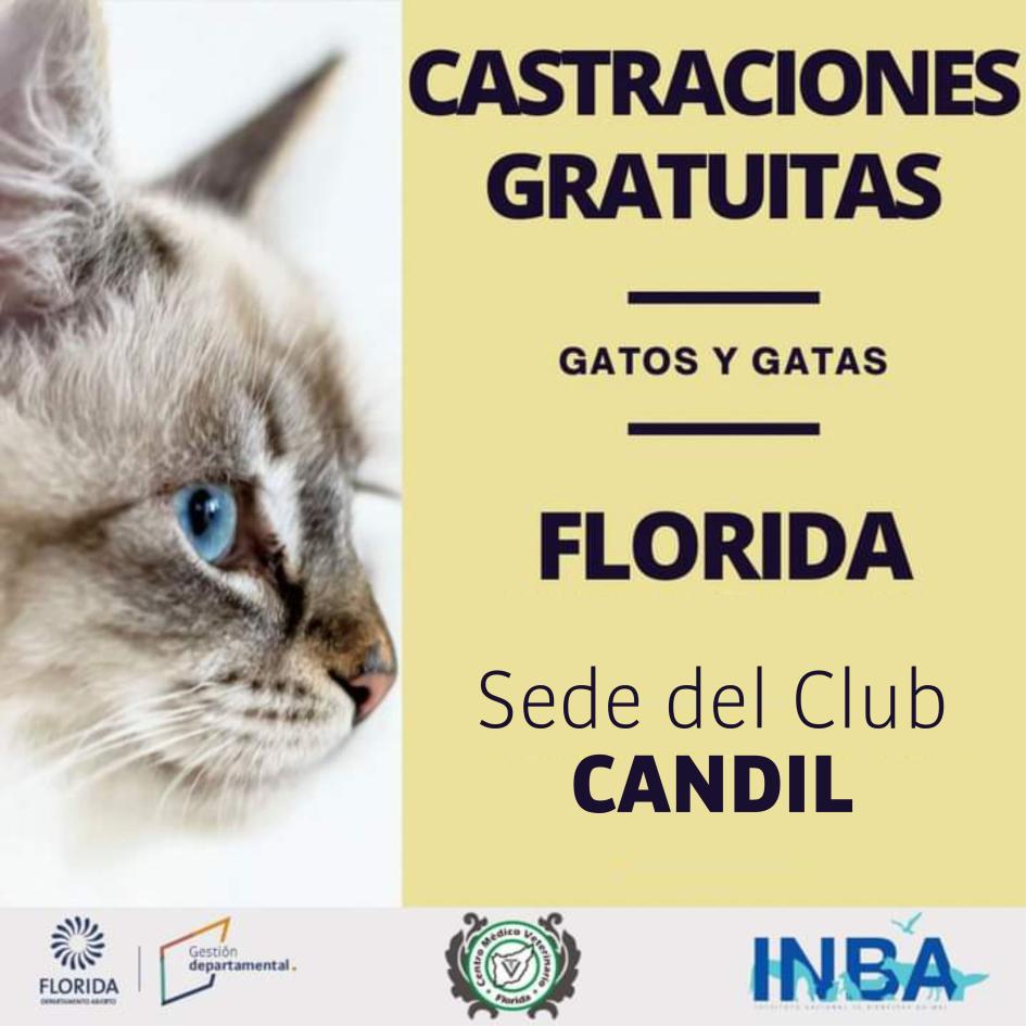 Castraciones de felinos