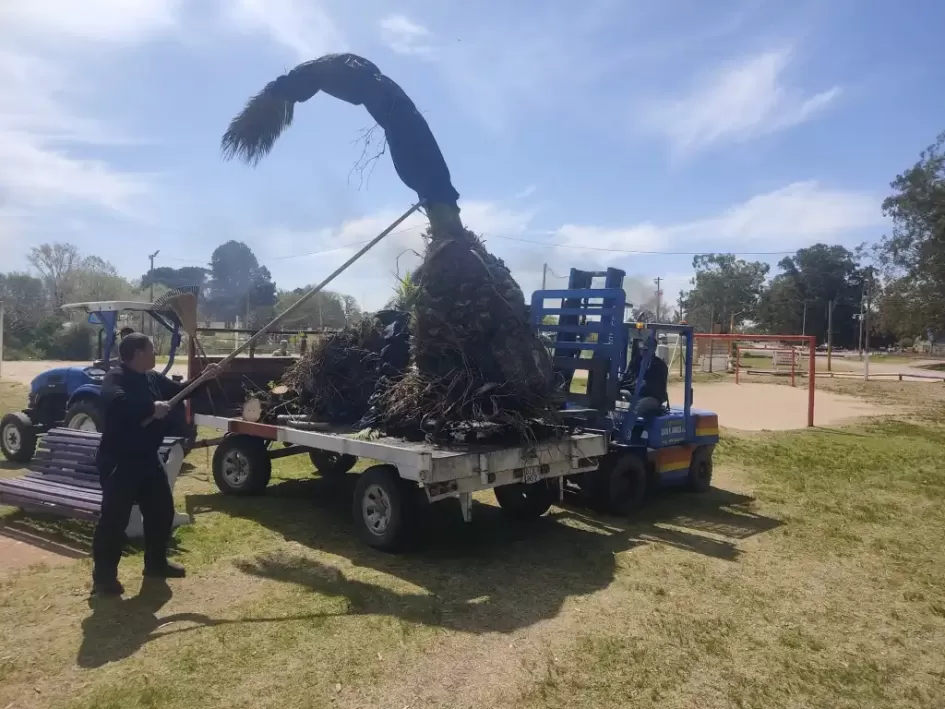 Rescate de varios ejemplares de Palmeras ´´