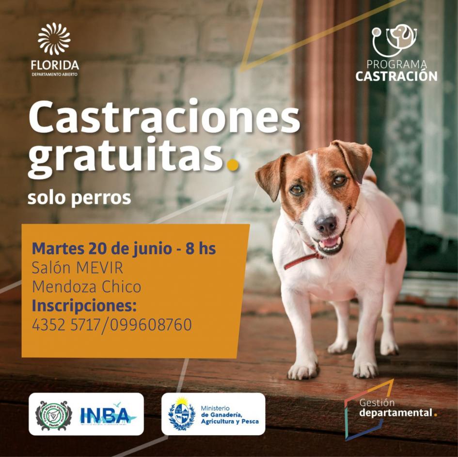 Castraciones de canes Castraciones de canes