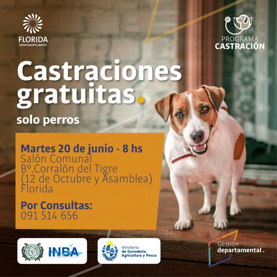 Castraciones de canes Castraciones de canes