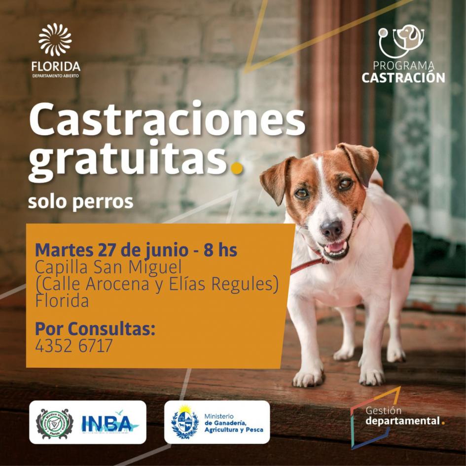 Castraciones de canes Castraciones de canes