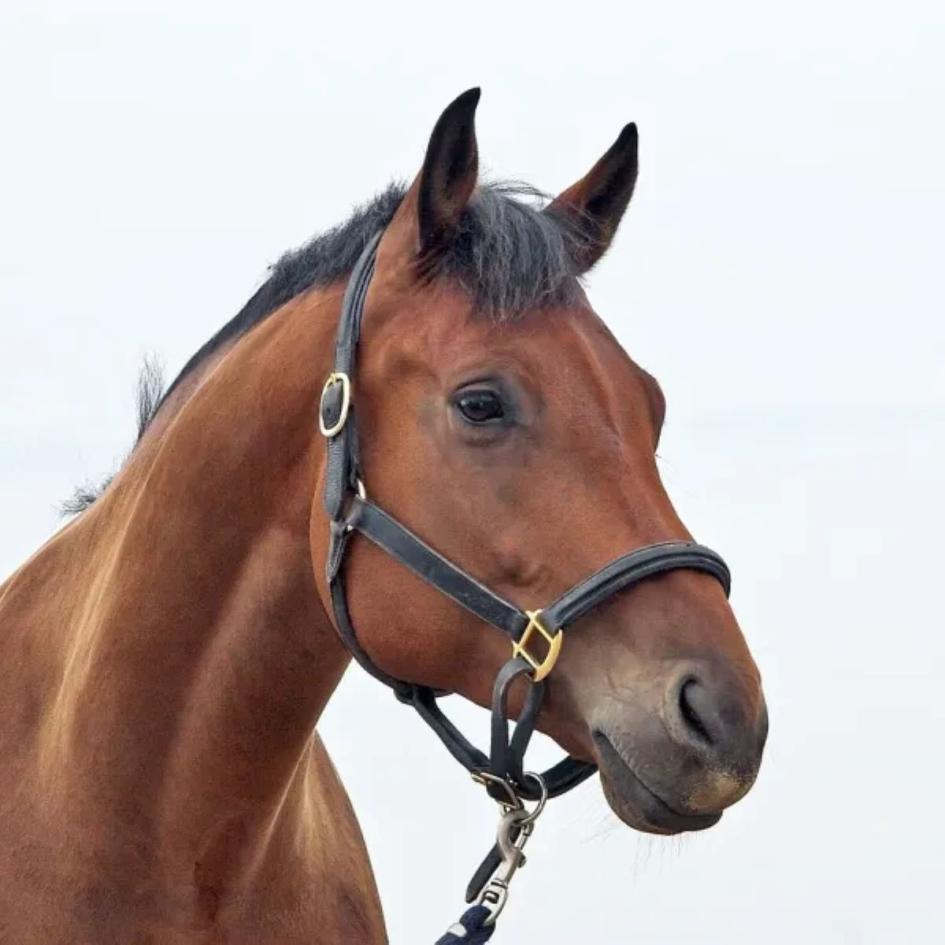 caballo caballo