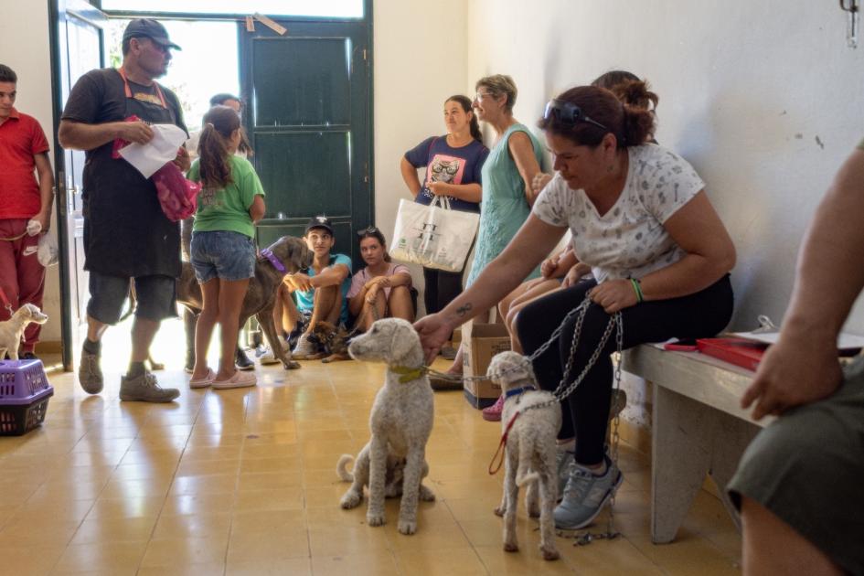 Castraciones gratuitas de canes y felinos ´´