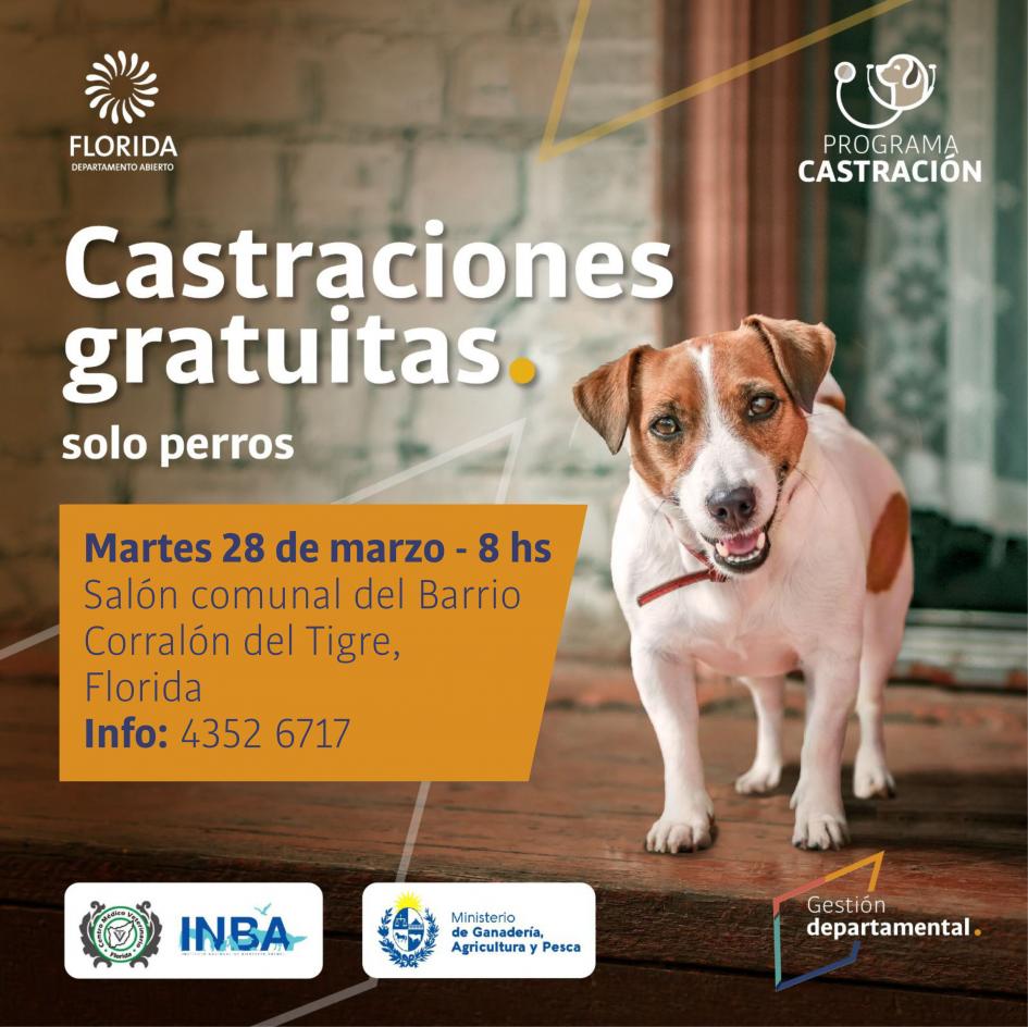 Continúa programa de castración de canes