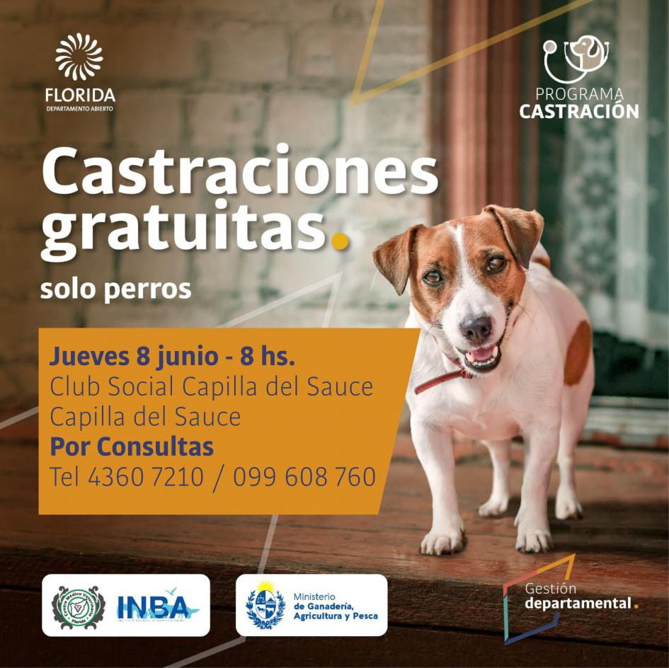 Castraciones de canes Castraciones de canes