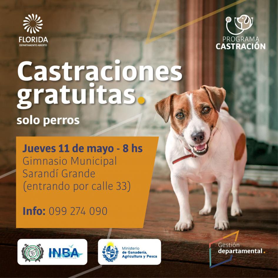 Continúa programa de castraciones de canes Continúa programa de castraciones de canes