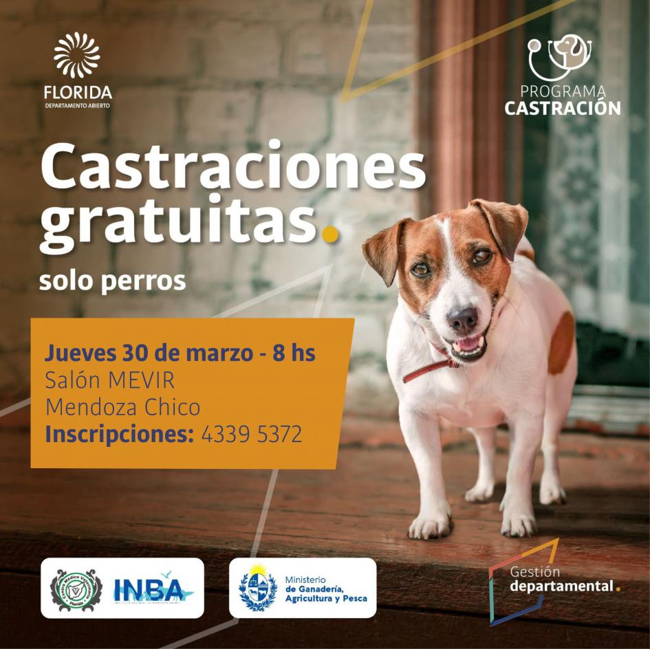 Continúa programa de castración de canes