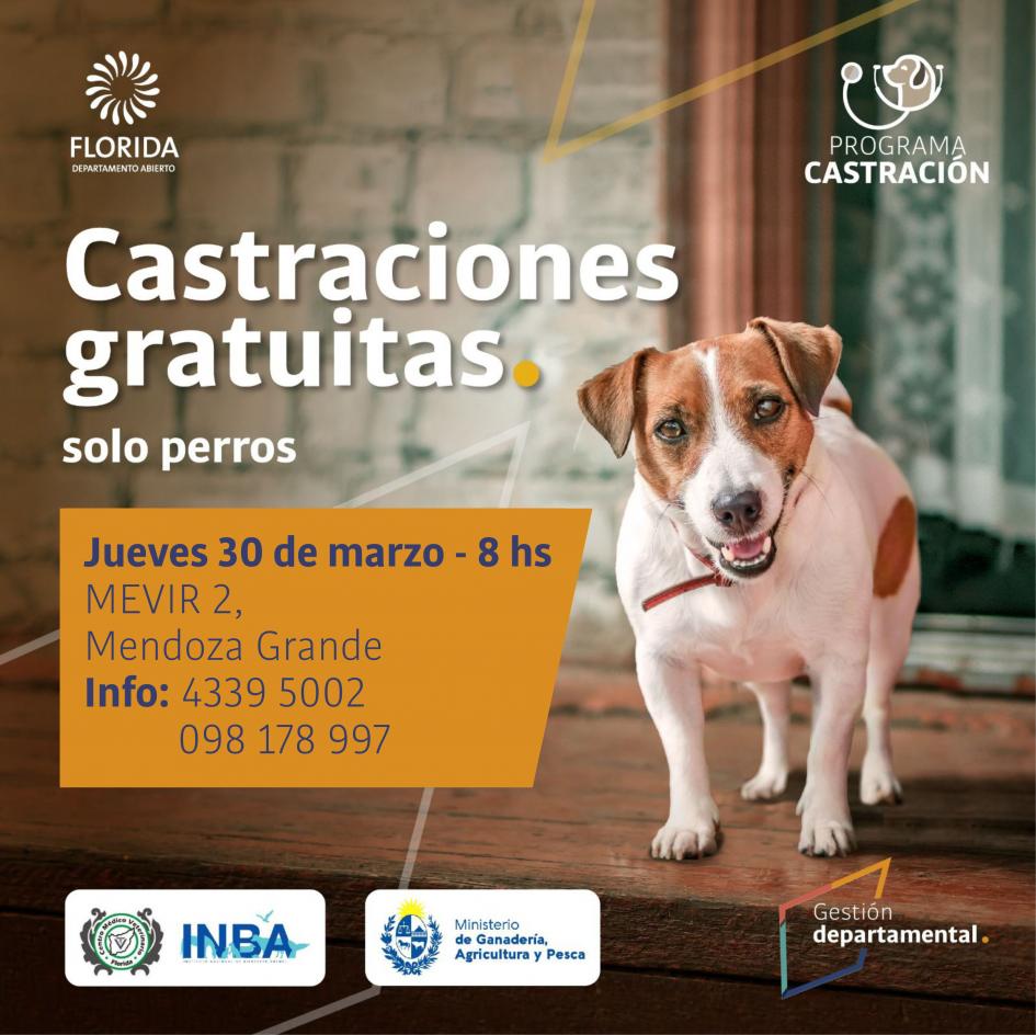 Continúa programa de castración de canes