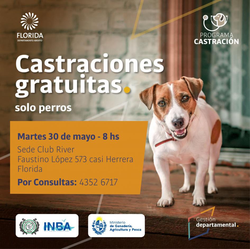 Castraciones de canes Castraciones de canes