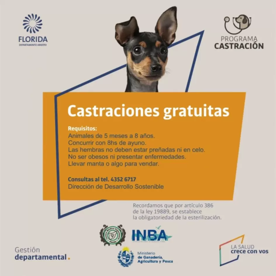 Castación de canes ´´