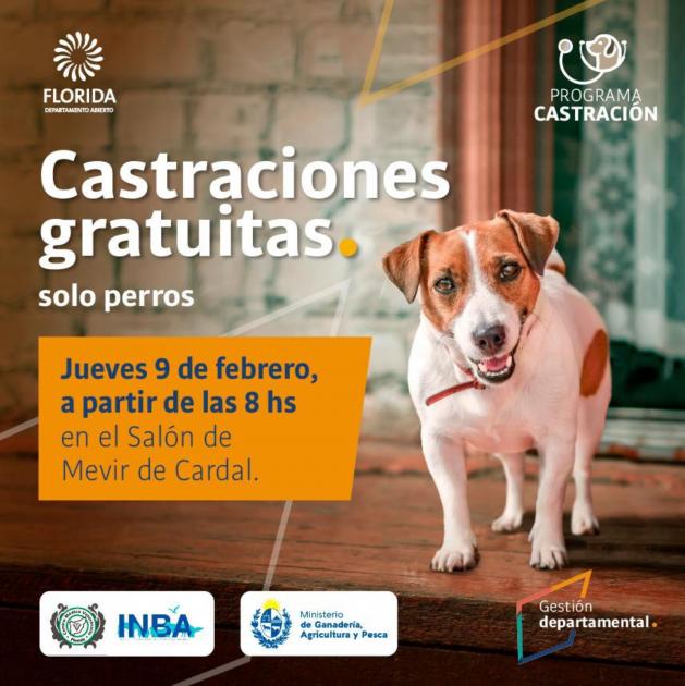 Castraciones gratuitas en Cardal ´´