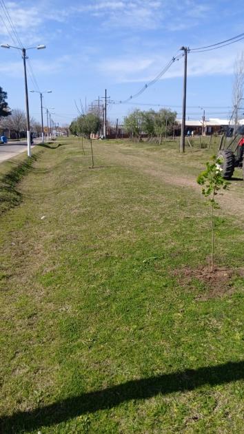 Plantacion de árboles ´´