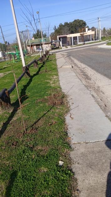Plantacion de árboles ´´