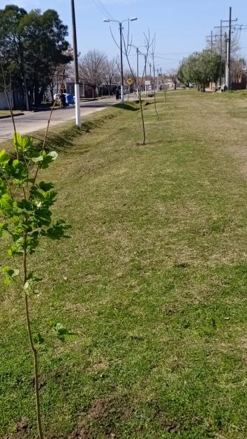 Plantacion de árboles ´´