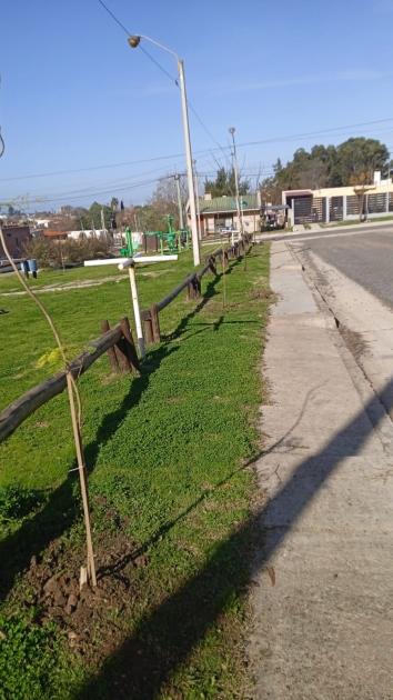 Plantacion de árboles ´´