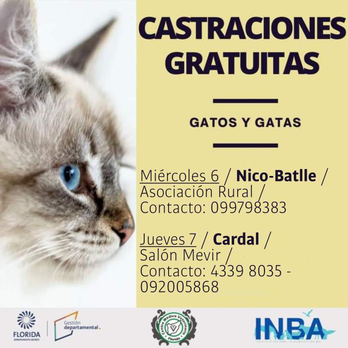 castraciones felinas Nico Batlle - Cardal