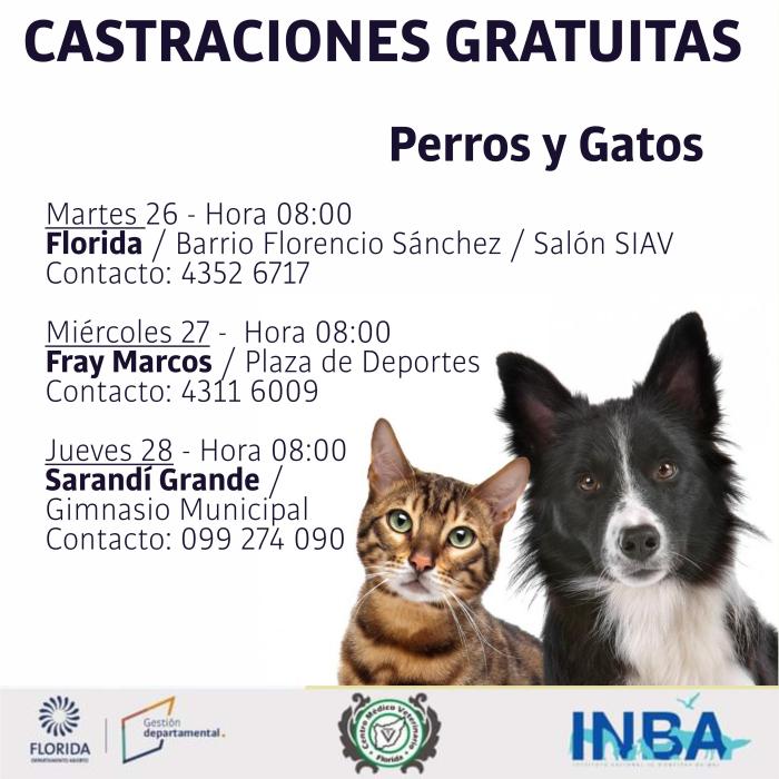 Castraciones de canes y felinos