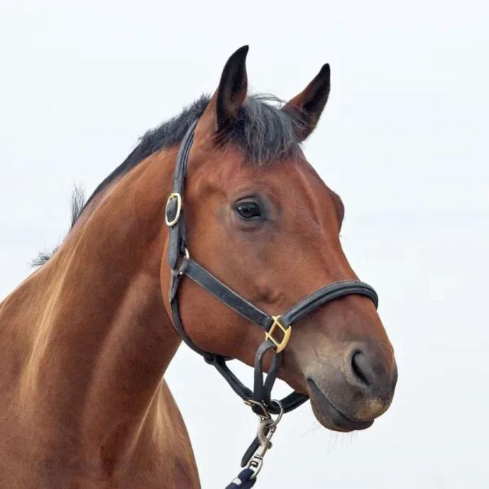 caballo caballo