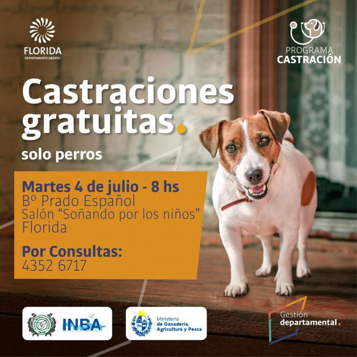 Castraciones de canes